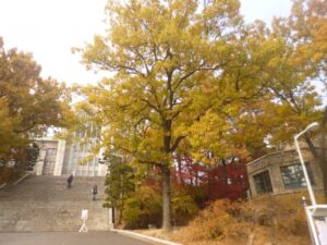 夏休み明けの27卒理系就活：秋冬インターン・カジュアル面談・OBOG訪問で不安を和らげる準備術